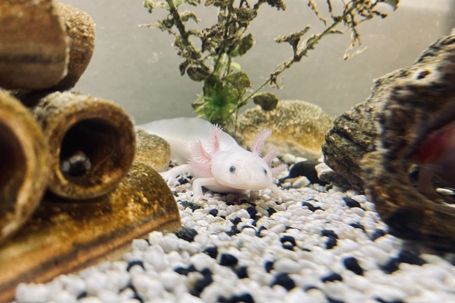 Axolotl in der Kleinen 14